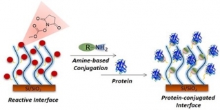 Reactive Polymer Brush